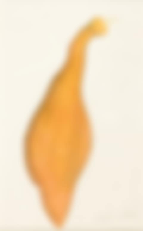 Untitled, (Squash) (preview)