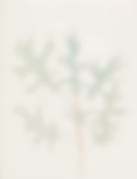 Untitled, (Oak Leaves) (preview)