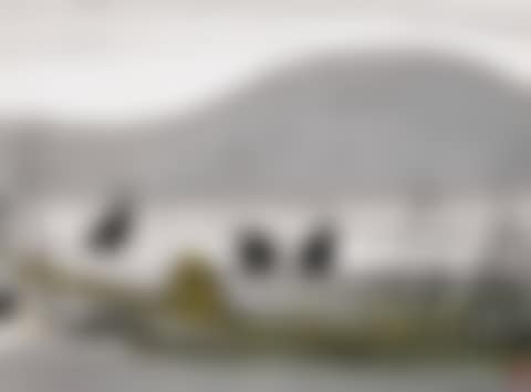 Cormorants and Reeds on a Boat (preview)
