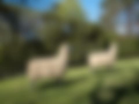Mouton de Pierre (preview)