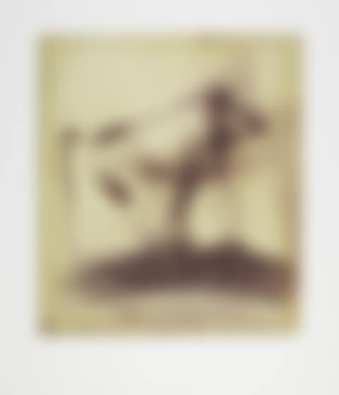 Baboon (preview)