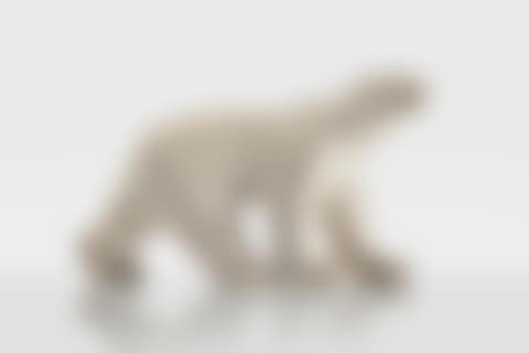 Ours Blanc (preview)