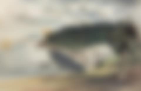 Maine Landscape (preview)