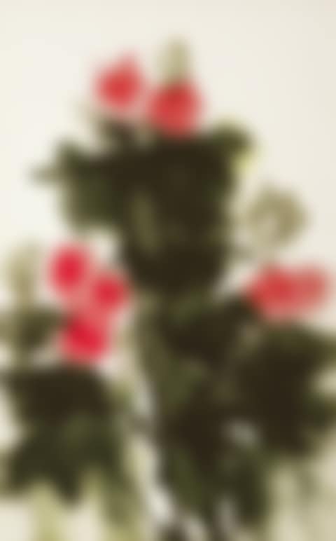 Chinese Flowering Crabapple (preview)