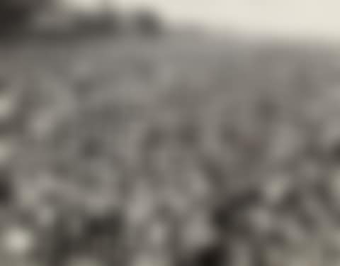 Coney Island (preview)