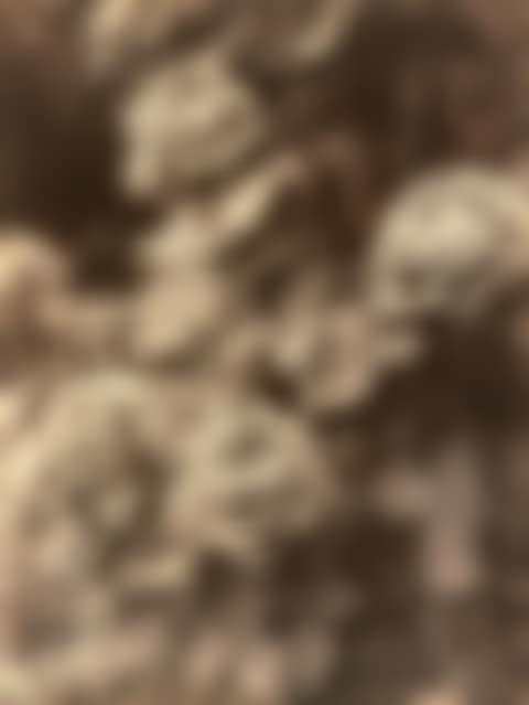 Roseraie (preview)
