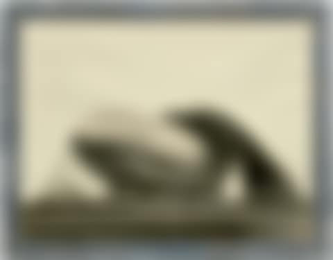Goodyear Zeppelin, United States Airship Akron (preview)