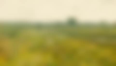 An extensive meadow landscape with geese by a stream (preview)