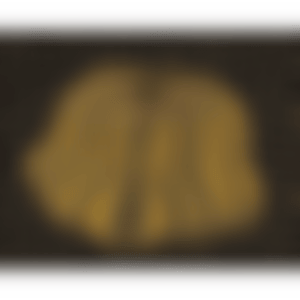 A PUMPKIN YB-C (Kusama 329) (preview)