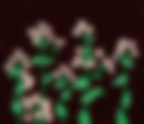 Flowers (2) (preview)