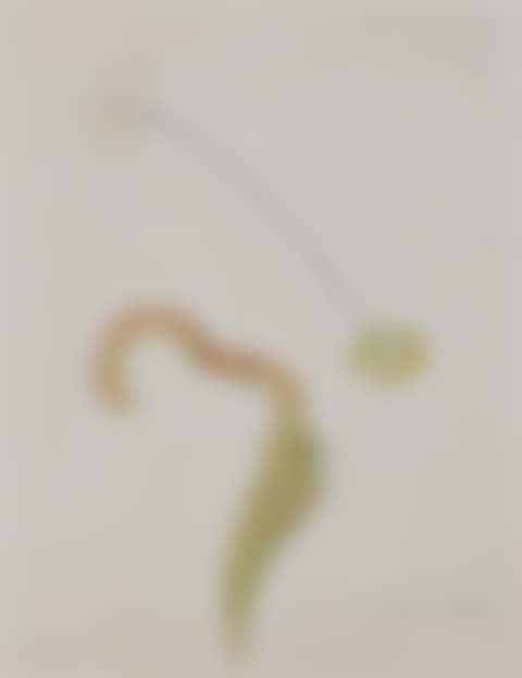 Tropical Flower with Azalea (preview)