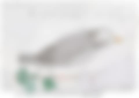 Black Bird with Hawthorn Leaves (preview)