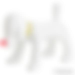 DOGGY RADIO (preview)