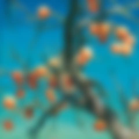 Persimmons (preview)