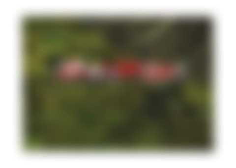 Red Stripe (preview)