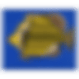 Fish (preview)