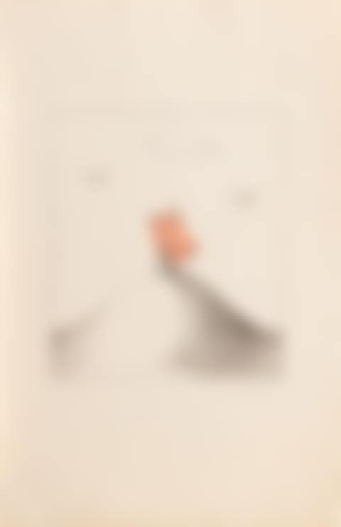 Papillon (preview)
