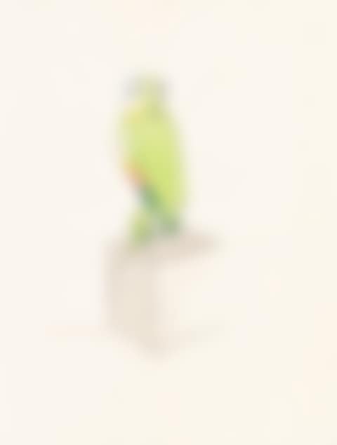 Perroquet (preview)