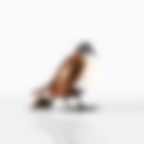 Lampe Pigeon (preview)