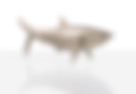 Requin Moyen (preview)