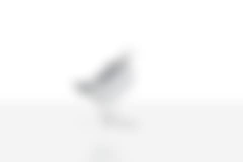 Secrétaire Oiseau d'Argent (preview)