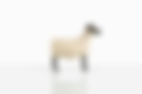 Bélier, Série des Nouveaux Moutons (preview)