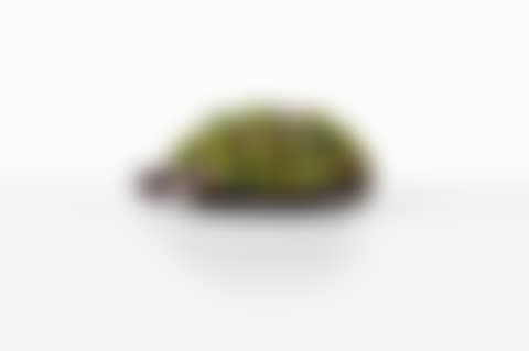 Tortue Topiaire III (preview)