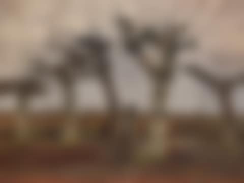 Knotberken (preview)