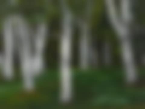 The Birches  (preview)