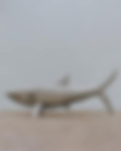 GRAND REQUIN (preview)
