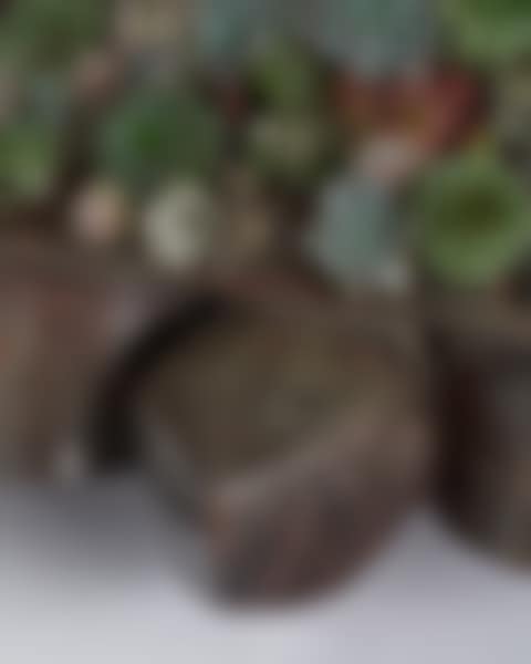 TORTUE TOPIAIRE III (preview)