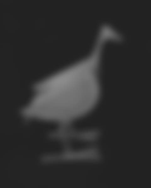 OISEAU D'ARGENT ARMCHAIR (preview)