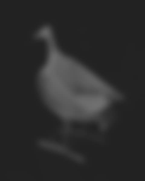 OISEAU D'ARGENT ARMCHAIR (preview)
