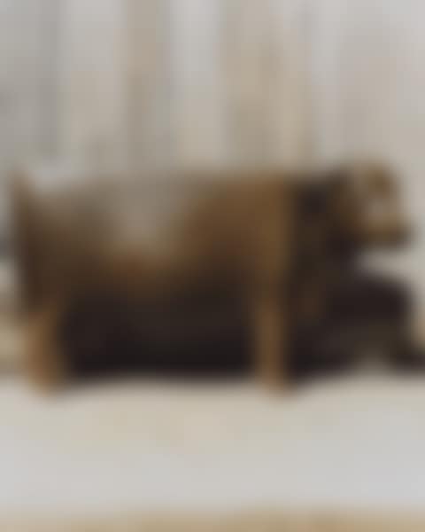 VACHE ATTENTIVE (PETITE) (preview)