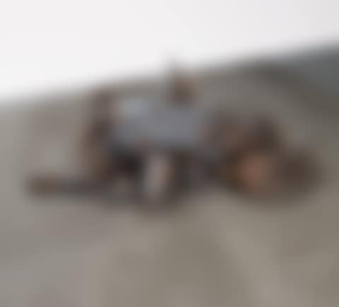 Gustav's Wing (preview)