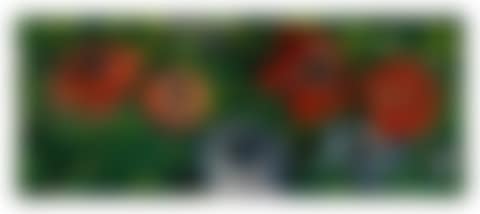Anémones (preview)