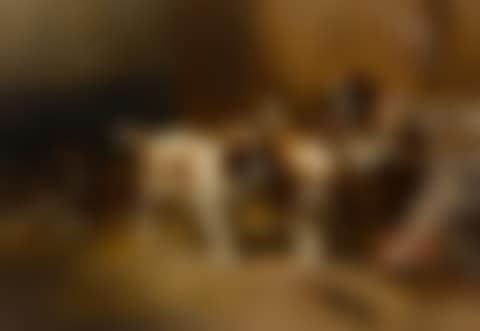 Jonge St Bernhards (preview)