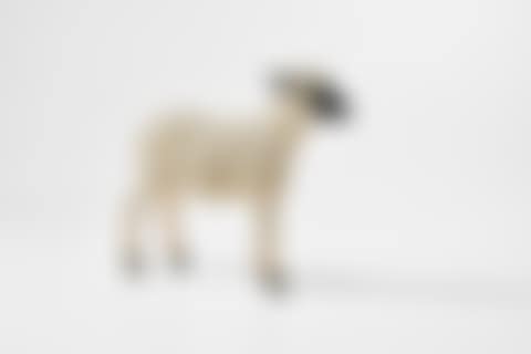Agneau (preview)