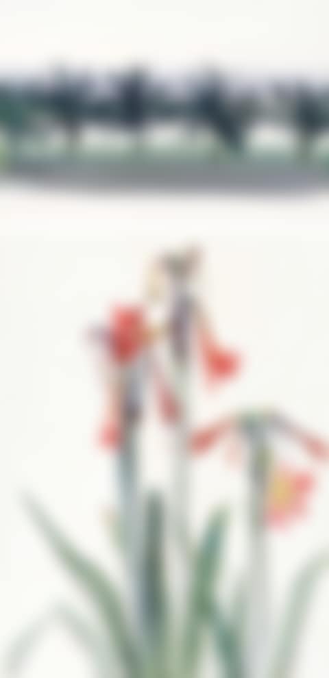 Lanscape and Amaryllis (preview)