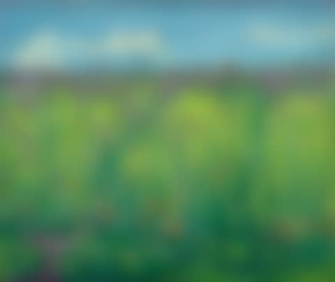 Blühendes Kornfeld (preview)