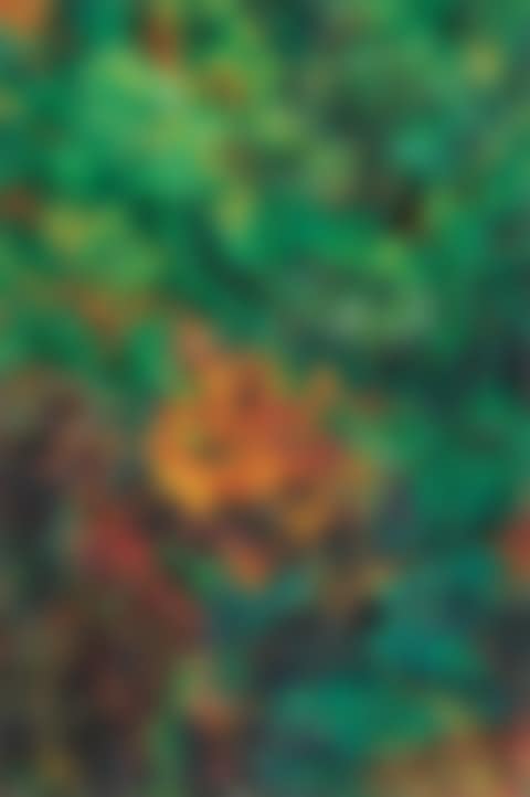 Landscape (preview)
