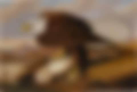 White-Headed Eagle (preview)