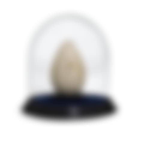 Great auk egg (preview)