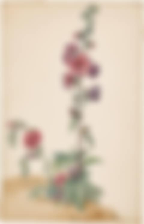 A hollyhock (preview)