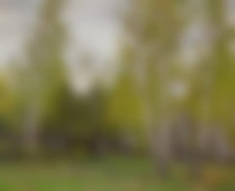 Woodland in May (preview)
