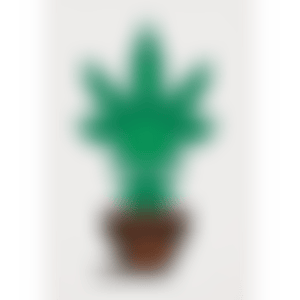 HOLLYWEED (Brown pot) (preview)