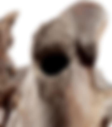 Crâne de morse, Culture Okvik, Détroit de Bering, Alaska, 200 AV. J.-C.-100 AP. J.-C. | Okvik Culture, Walrus skull, Bering Sea, Alaska, 200 BC-AD 100 (preview)
