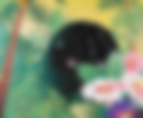 Buildinghead: Palm Trees; Yuyake-chan Miss Sunset; Buildinghead: Chameleon (preview)