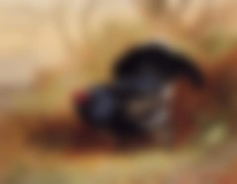 Cock pheasant in clearing (preview)