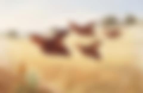 Covey of partridge in flight over barley field (preview)